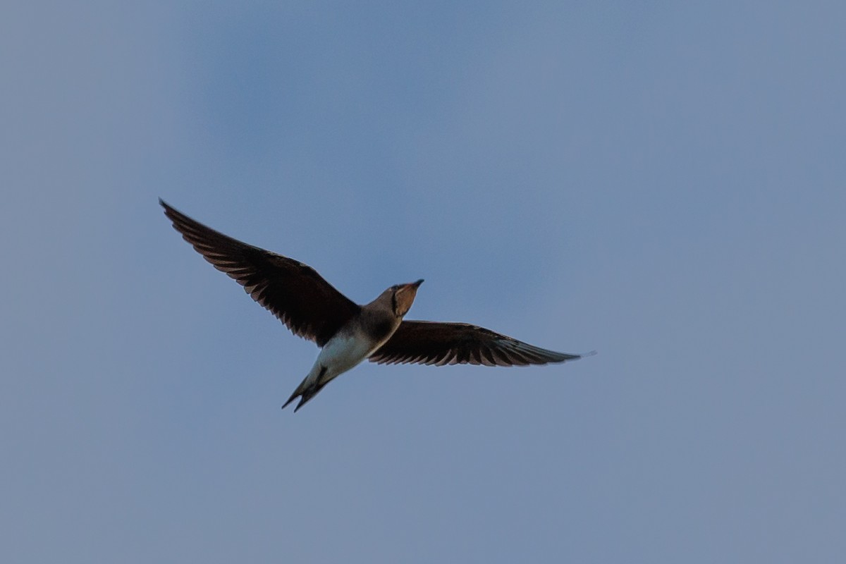 Oriental Pratincole - Dana Cameron