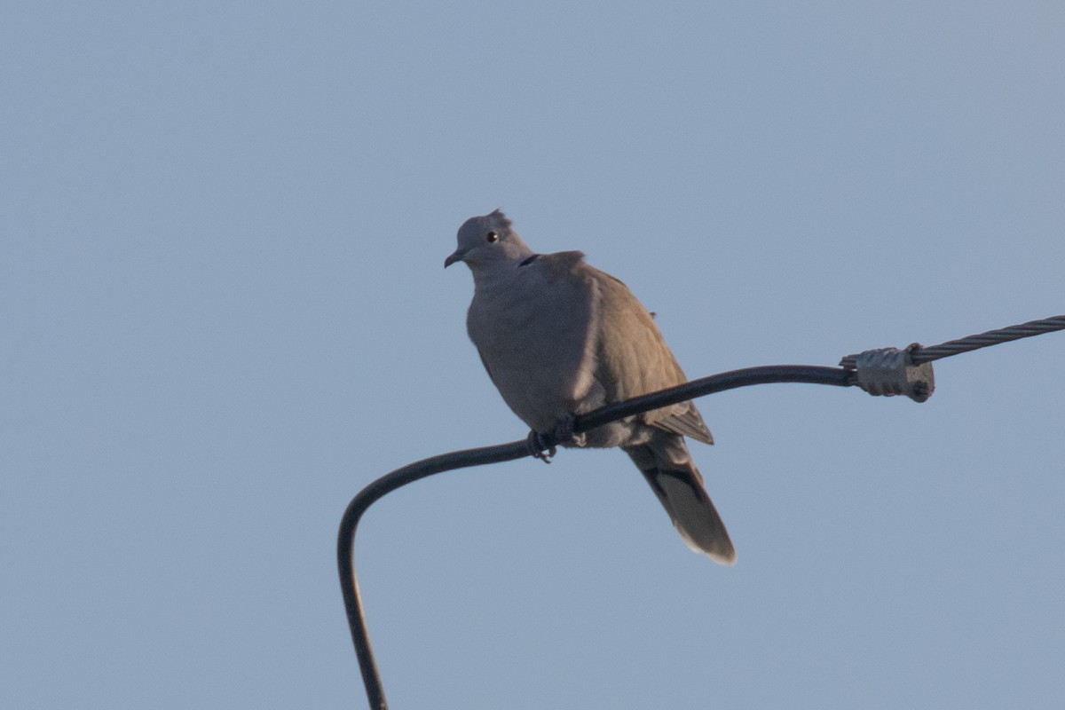 Eurasian Collared-Dove - ML502790591