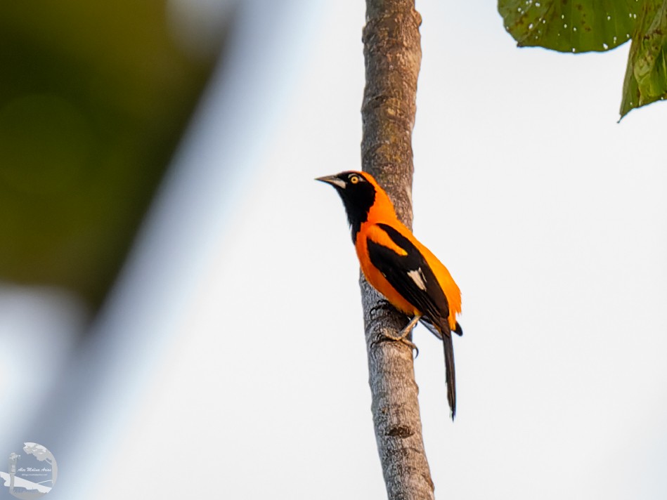 Orange-backed Troupial - ML502792591