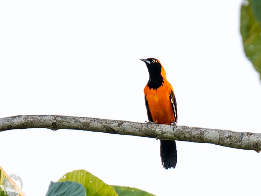 Orange-backed Troupial - ML502792601