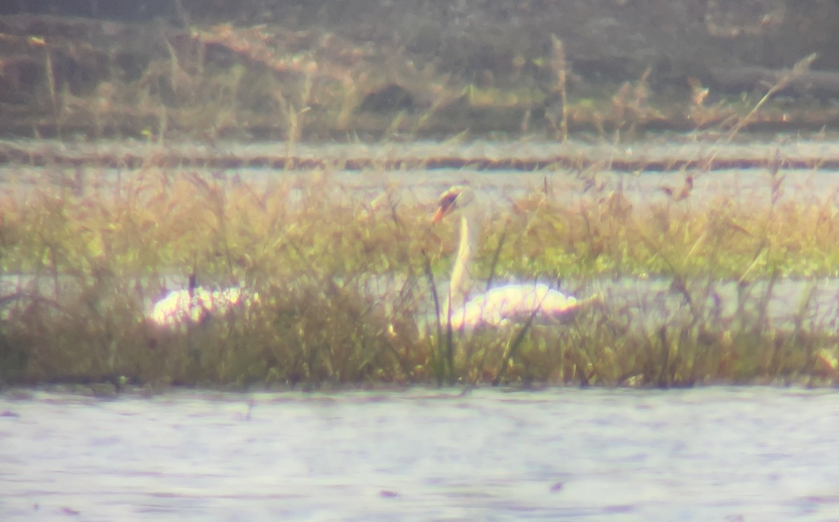 Mute Swan - ML502793101