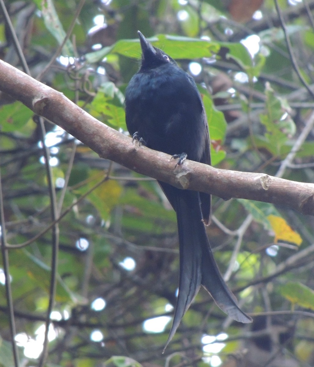 Drongo de Mayotte - ML502794031