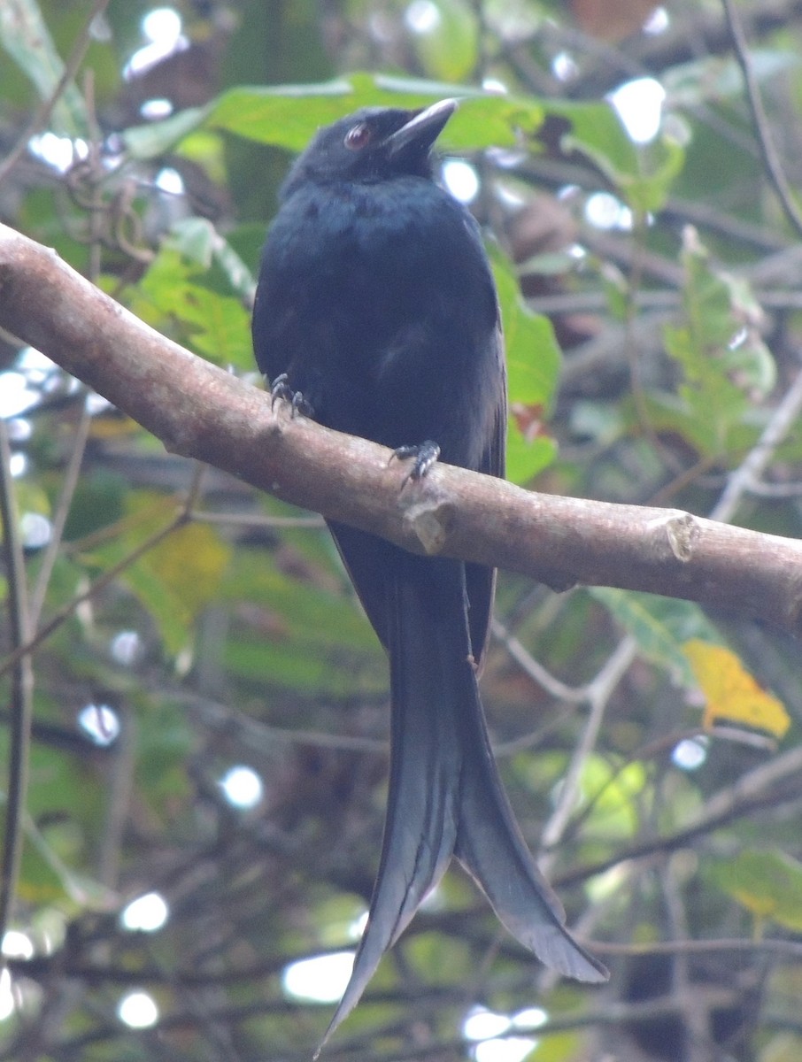 Drongo de Mayotte - ML502794041