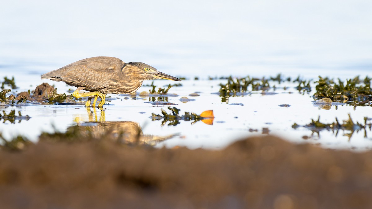 Striated Heron - ML502794051