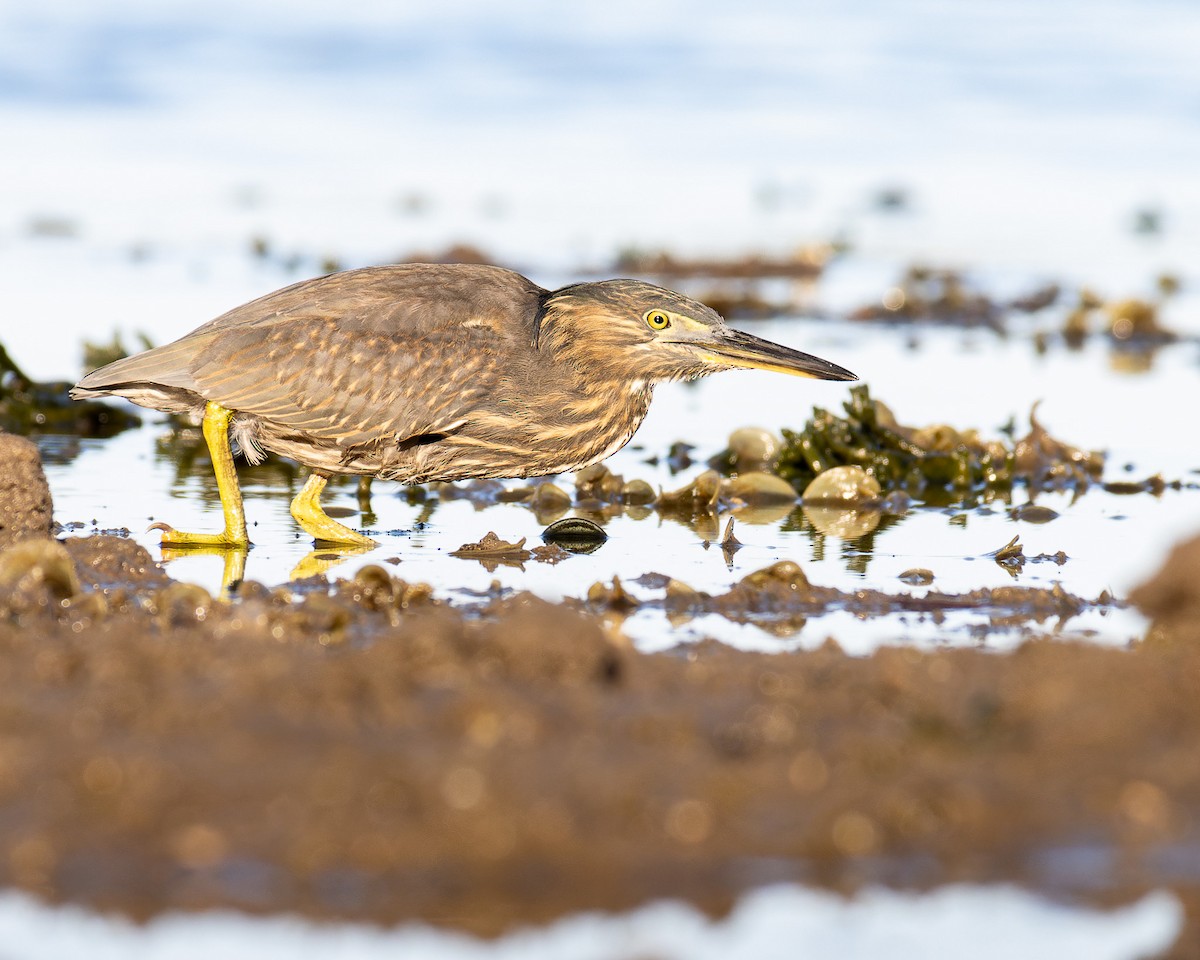 Striated Heron - ML502794061