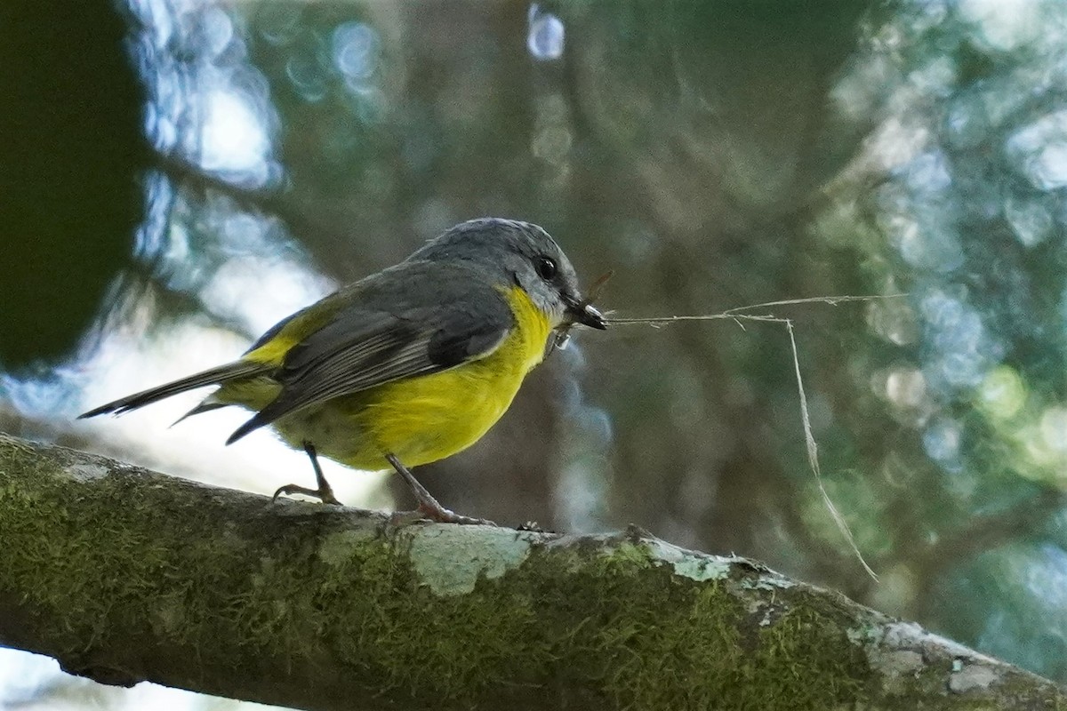 Eastern Yellow Robin - Ellany Whelan