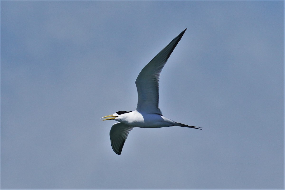 Great Crested Tern - Ellany Whelan