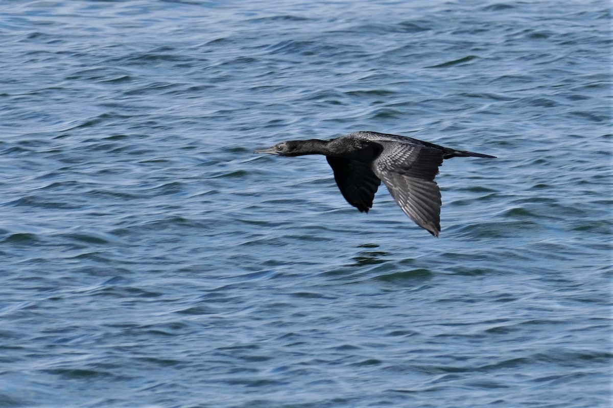 Little Black Cormorant - Ellany Whelan