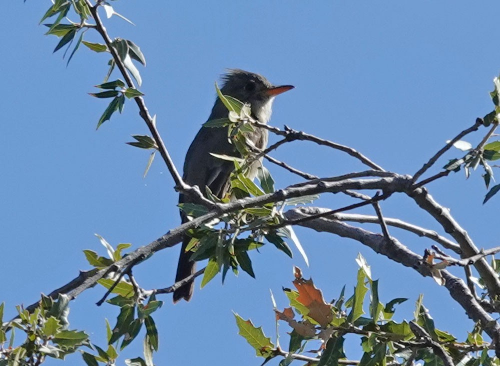 Greater Pewee - ML502798701
