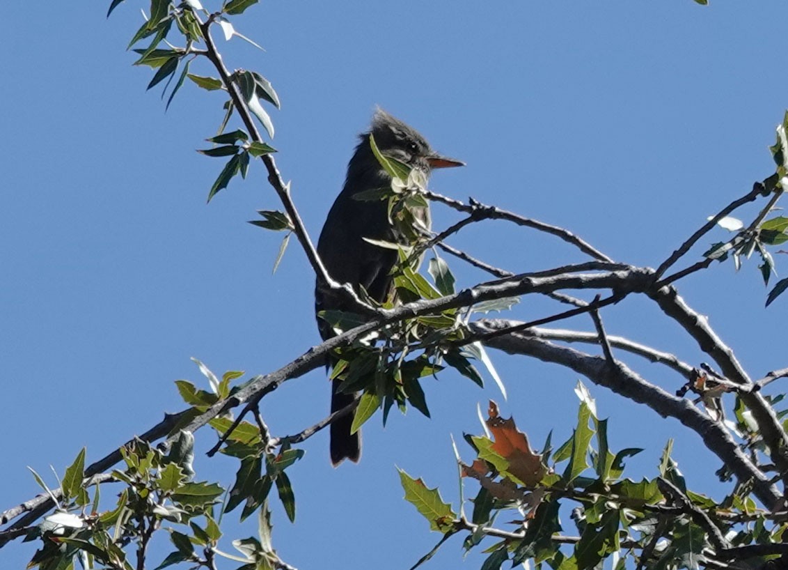 Greater Pewee - ML502798711
