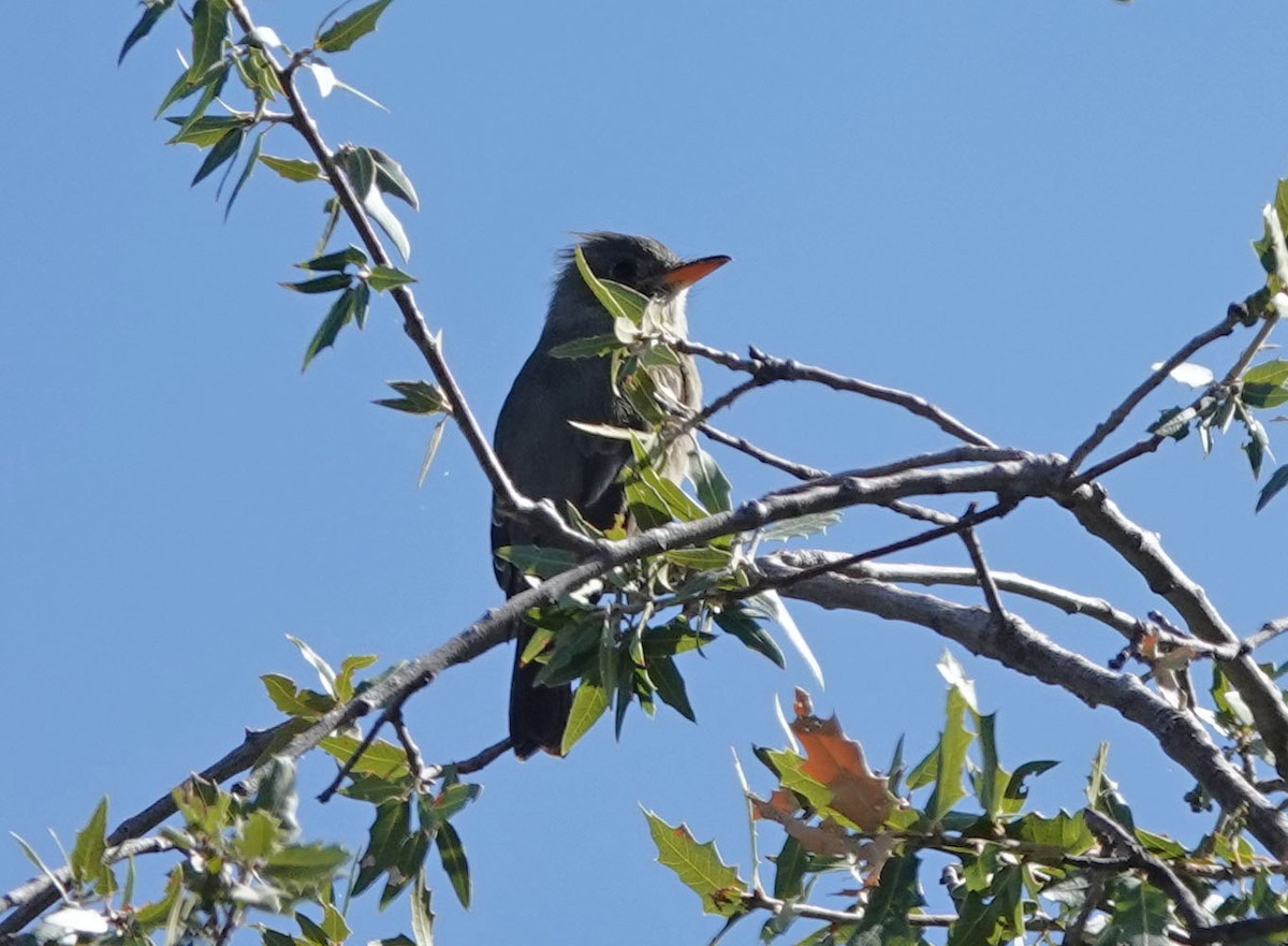 Greater Pewee - ML502798721