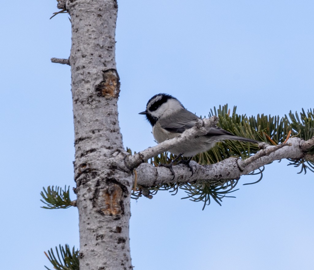 Mountain Chickadee - ML502798991