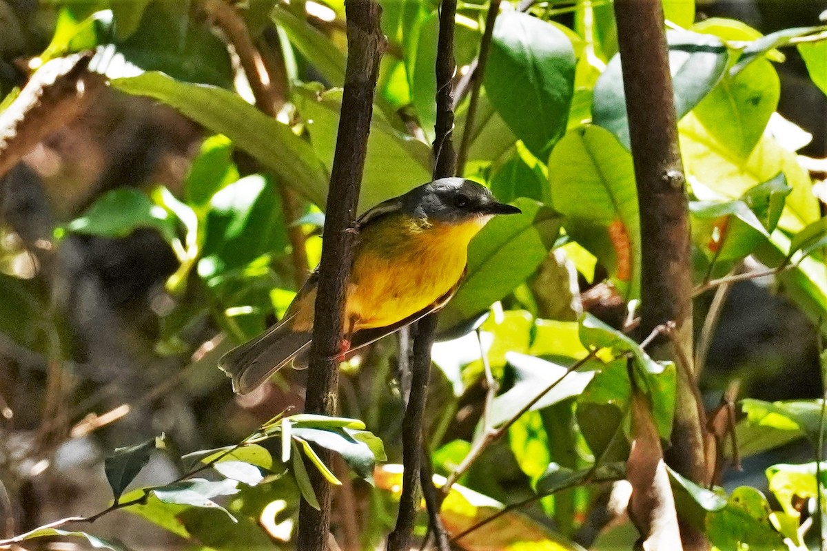 Eastern Yellow Robin - ML502799571