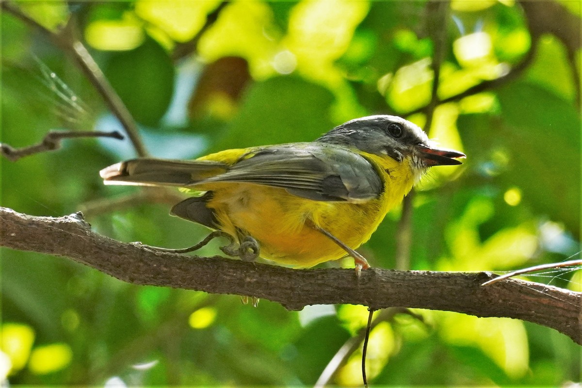 Eastern Yellow Robin - ML502799581