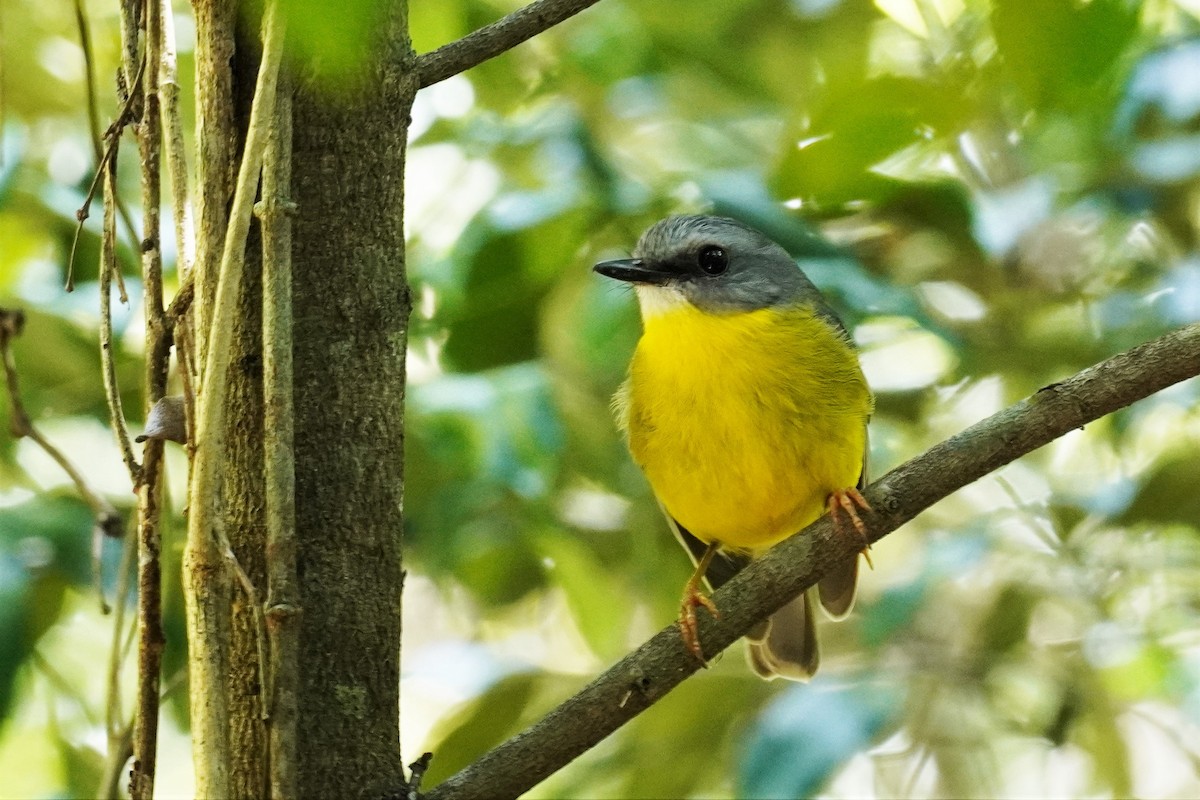 Eastern Yellow Robin - ML502799591