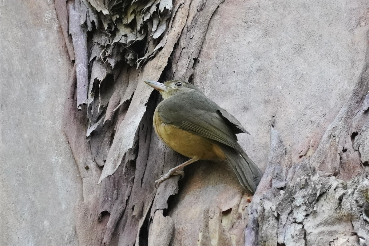 Rufous Shrikethrush - ML502799721