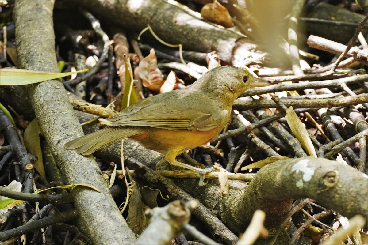 Rufous Shrikethrush - ML502799951