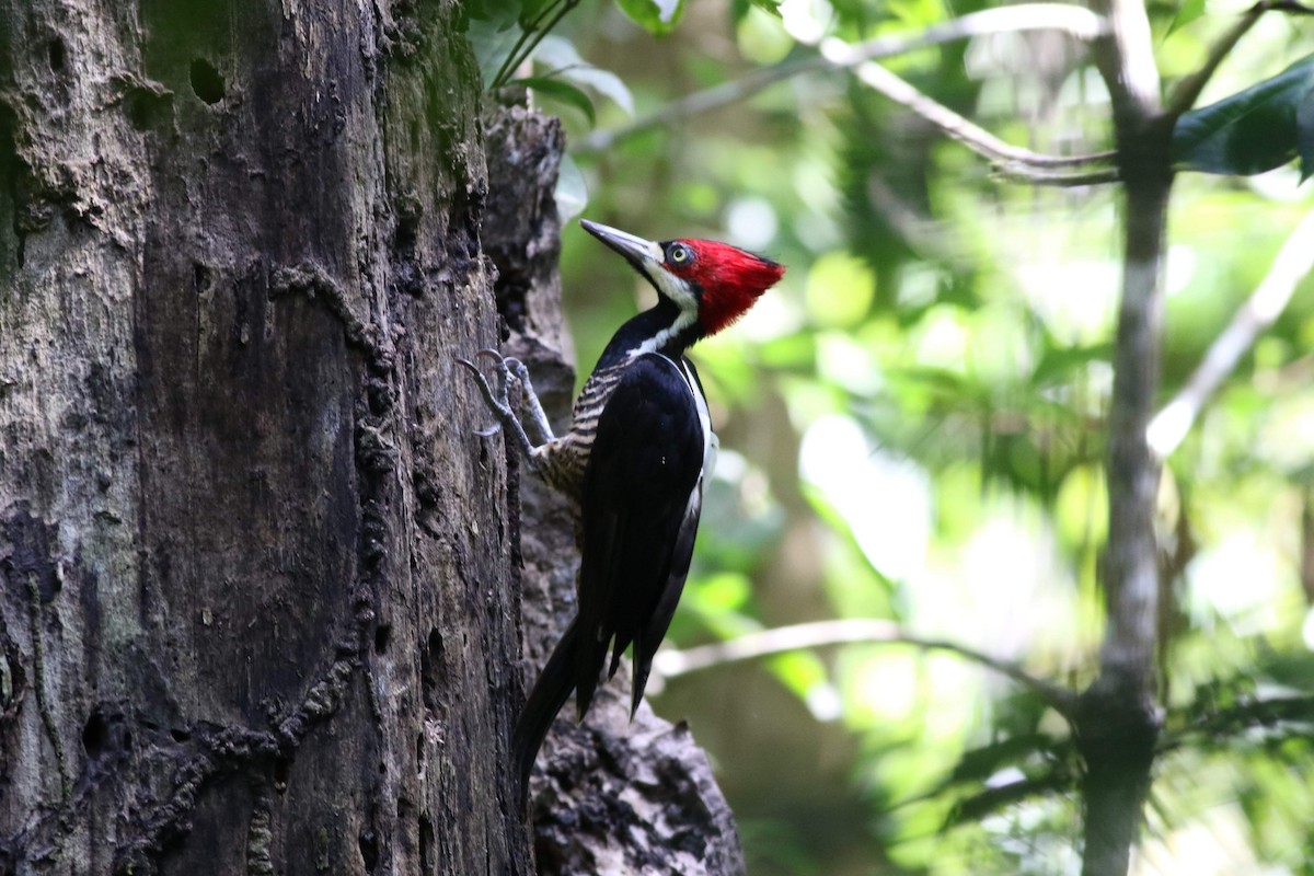 Crimson-crested Woodpecker - Paul Clarke