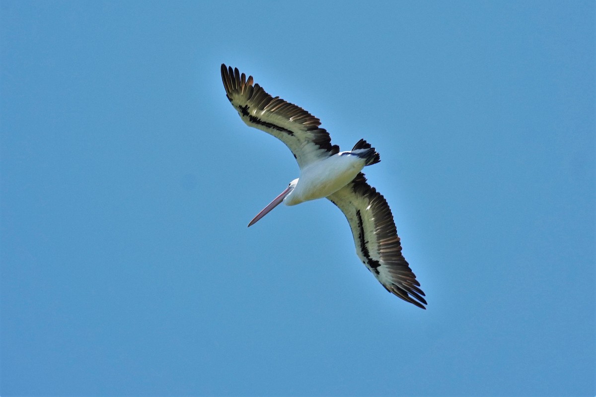 Australian Pelican - ML502801031