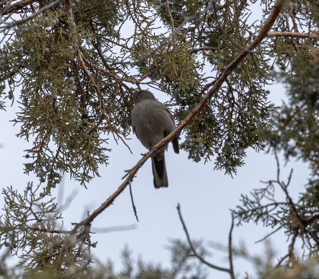Townsend's Solitaire - ML502802011