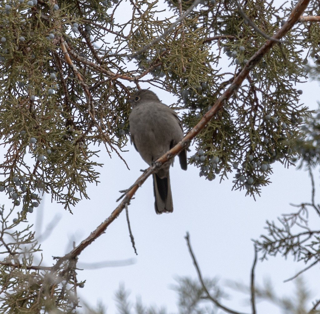 Townsend's Solitaire - ML502802021