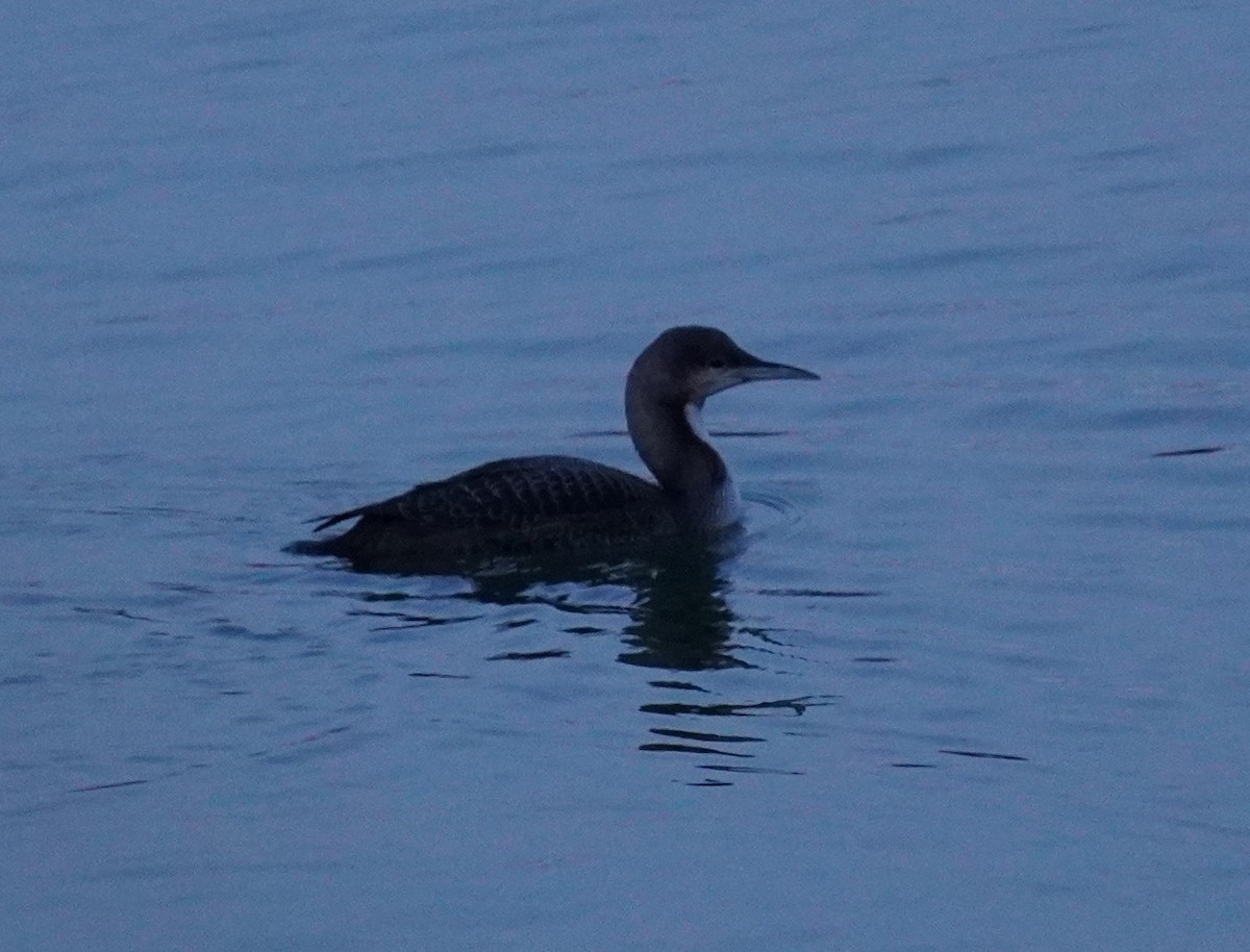 Pacific Loon - ML502802301