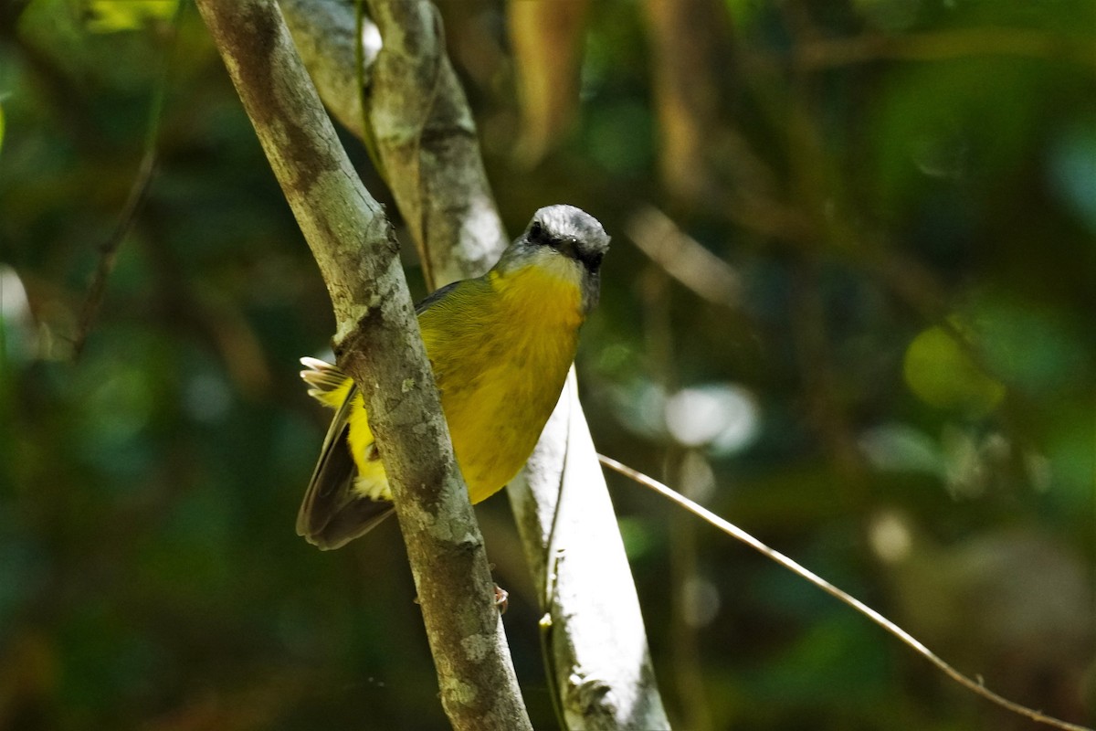 Eastern Yellow Robin - ML502802421