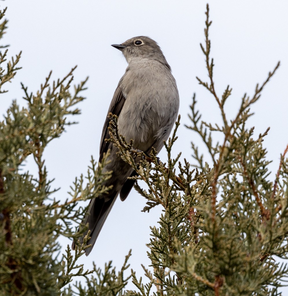 Townsend's Solitaire - ML502802431