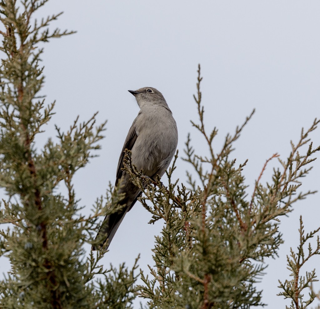 Townsend's Solitaire - ML502802441