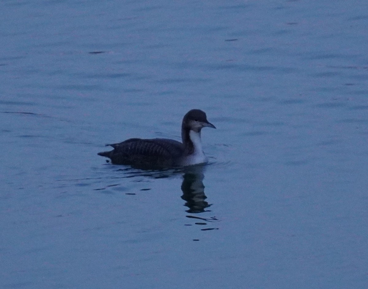 Pacific Loon - ML502802501