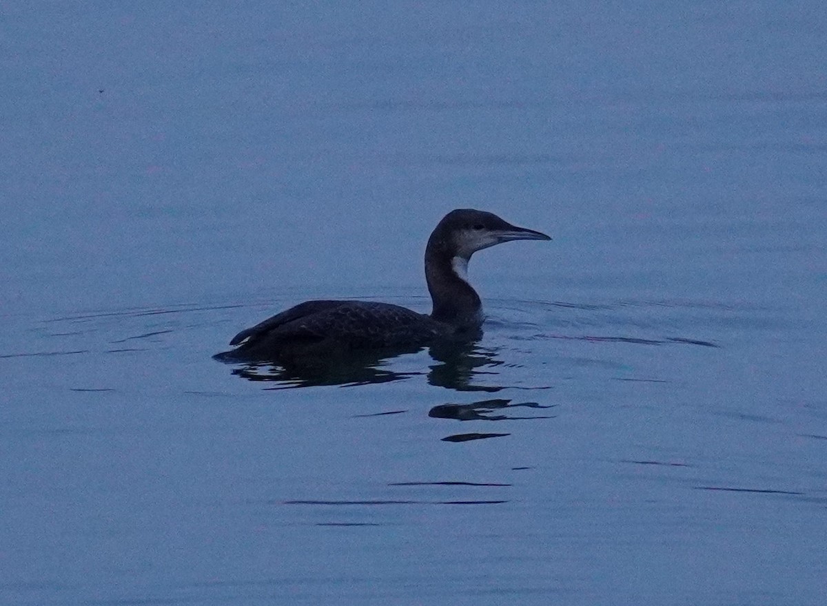 Pacific Loon - ML502802521