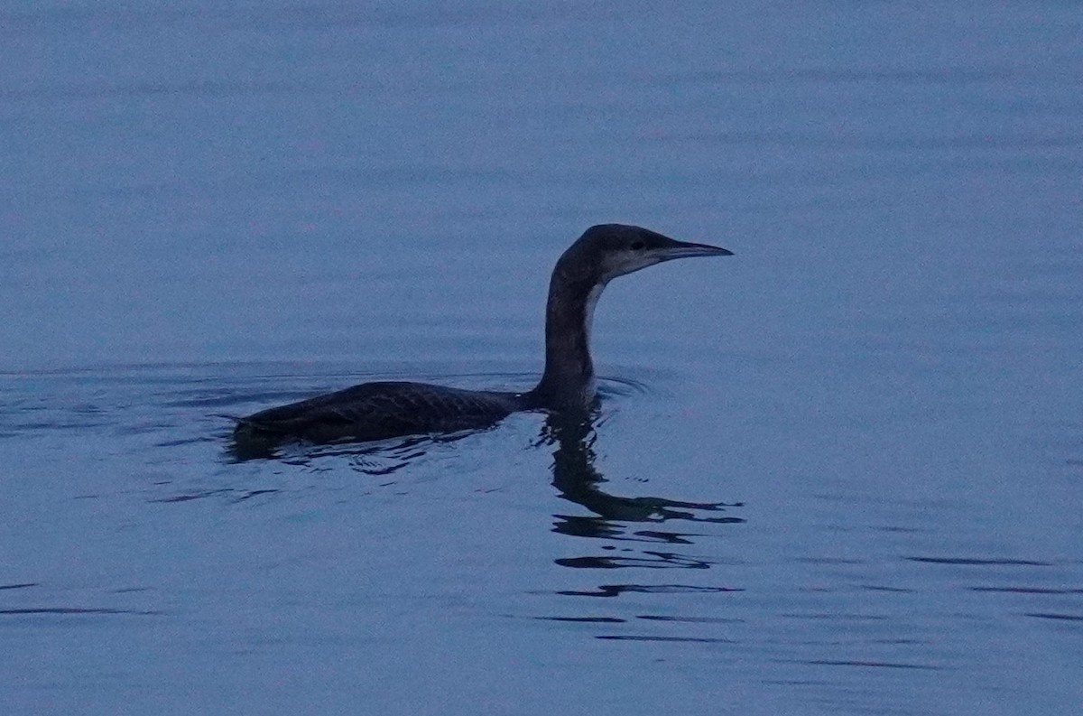 Pacific Loon - ML502802531