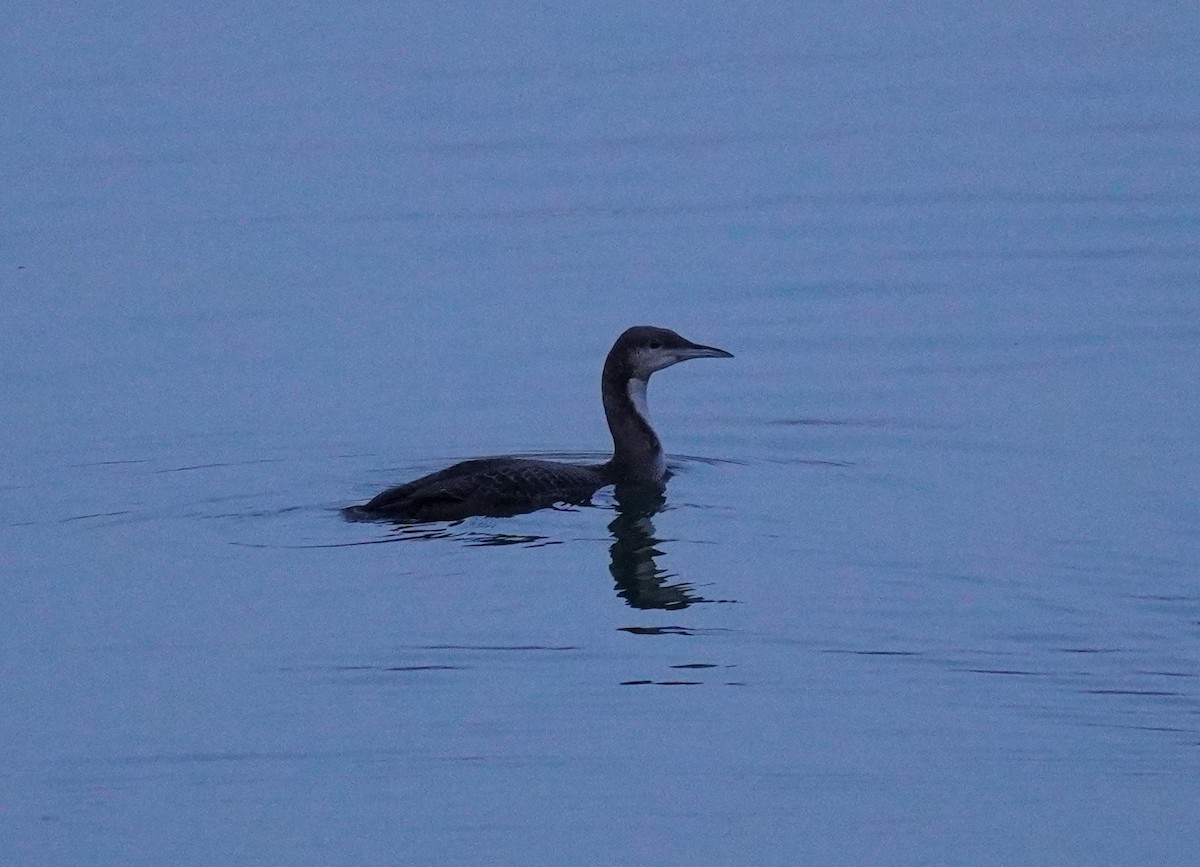 Pacific Loon - ML502802541