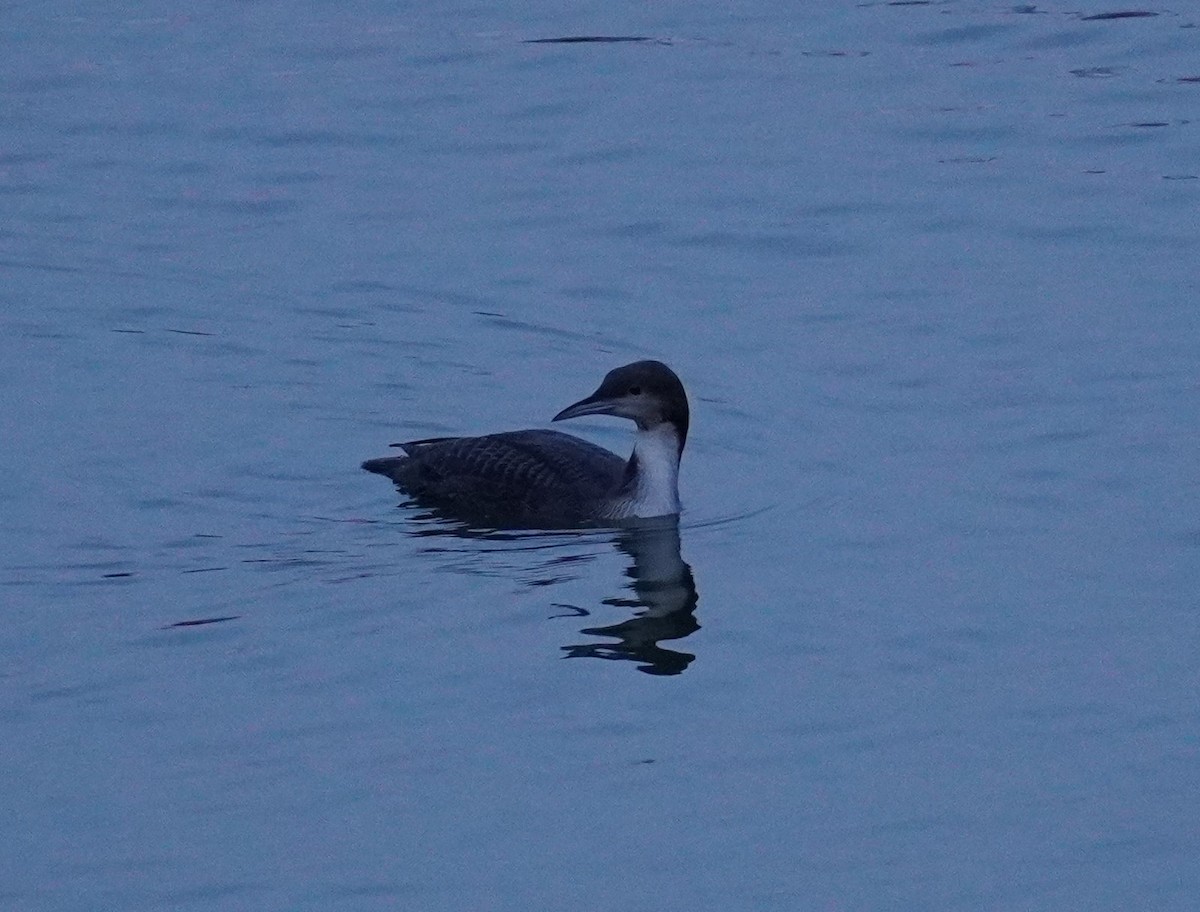 Pacific Loon - ML502802551