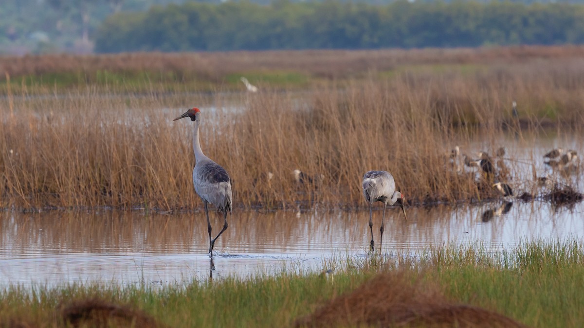 Brolga Turnası - ML502803791