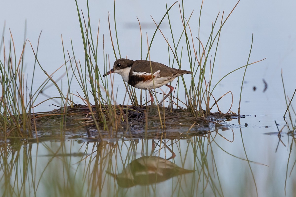 Red-kneed Dotterel - Dana Cameron