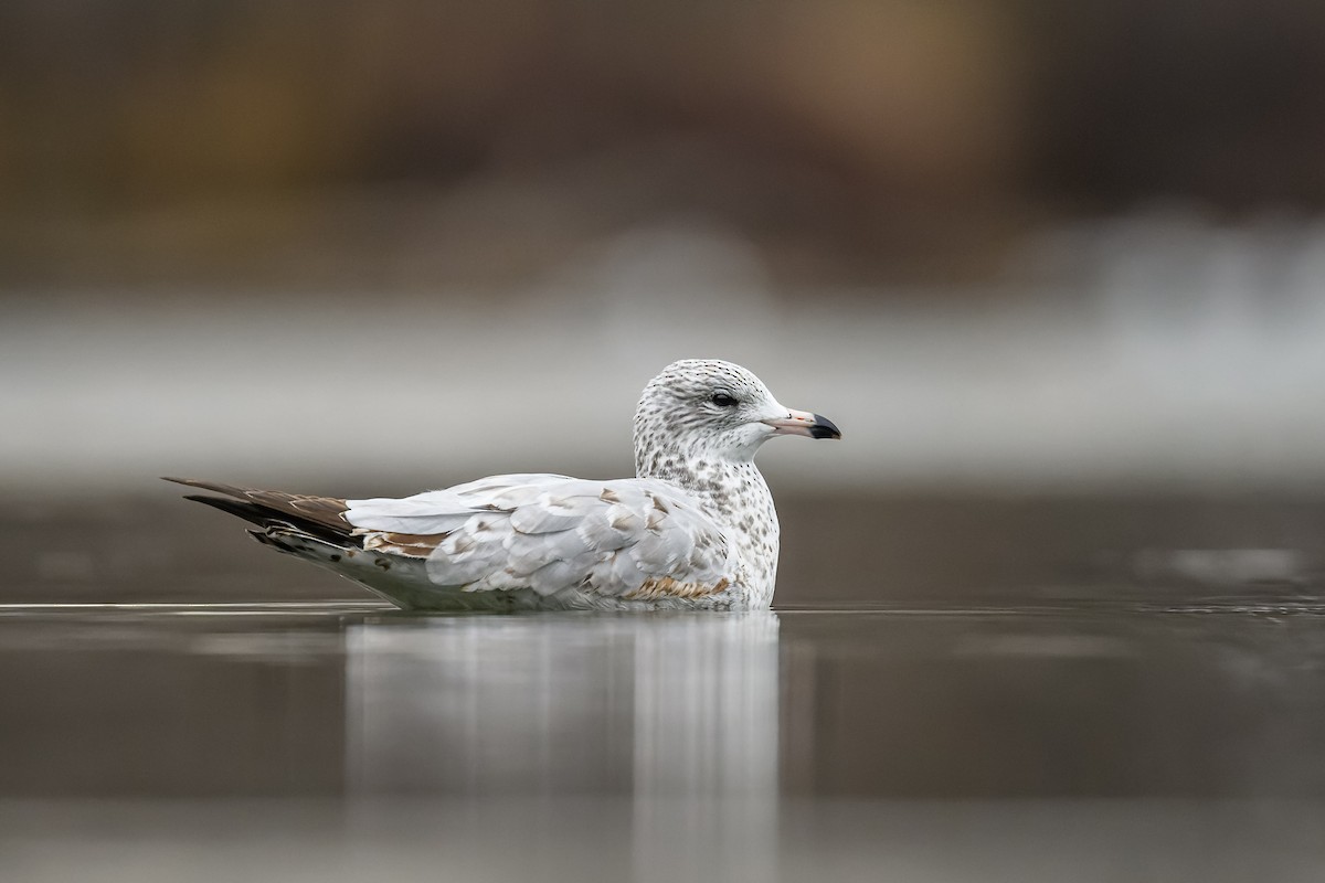 Ring-billed Gull - ML502804681