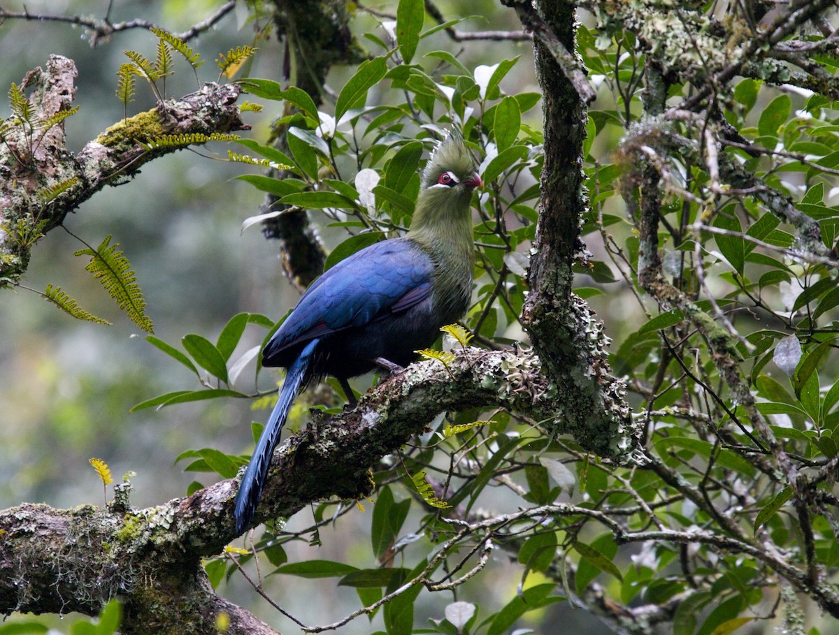 Knysna Turaco - ML50280471