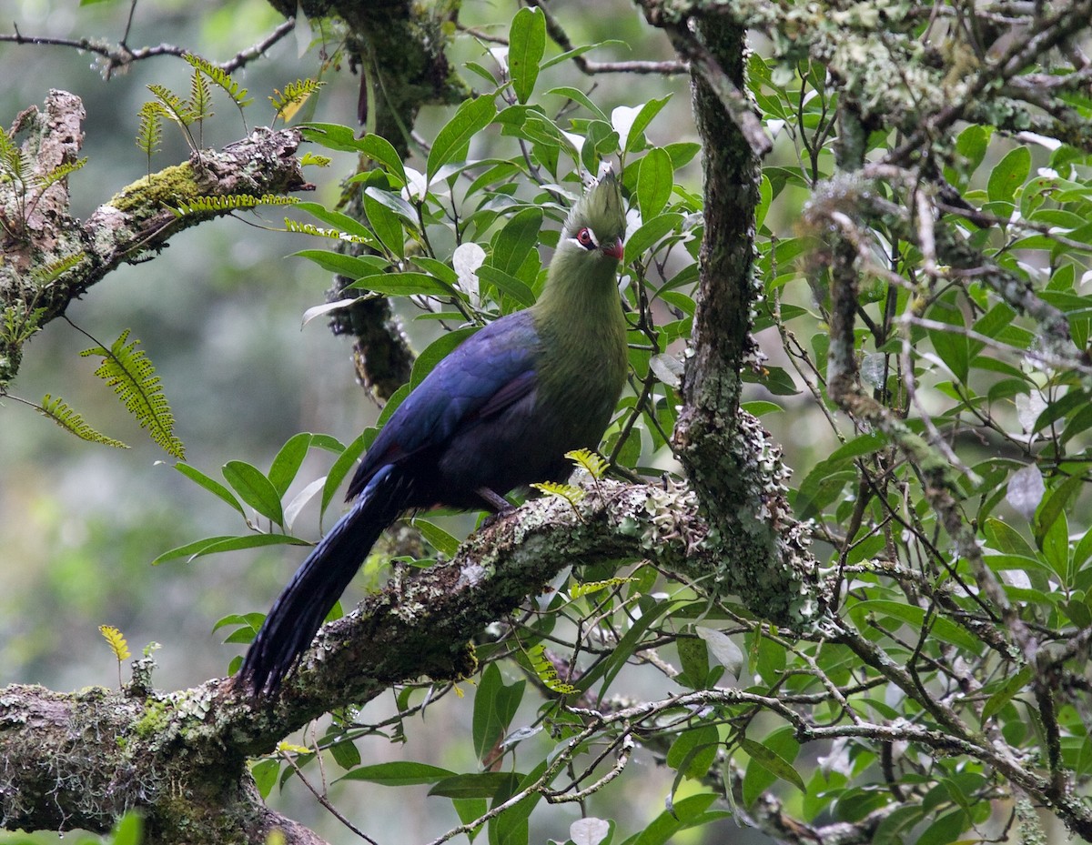 Knysna Turaco - ML50280481