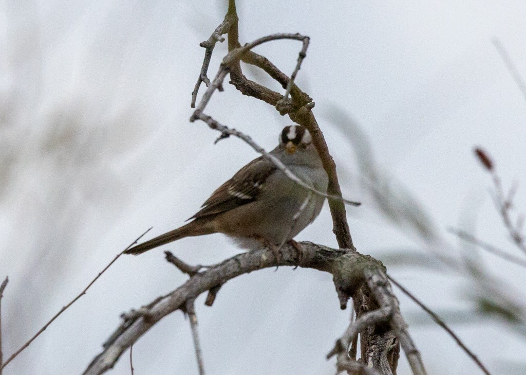 Bruant à couronne blanche - ML502804911