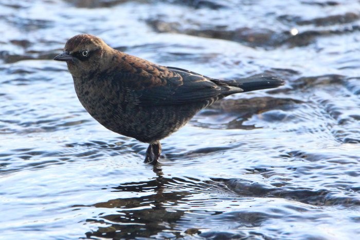 Rusty Blackbird - ML502805161