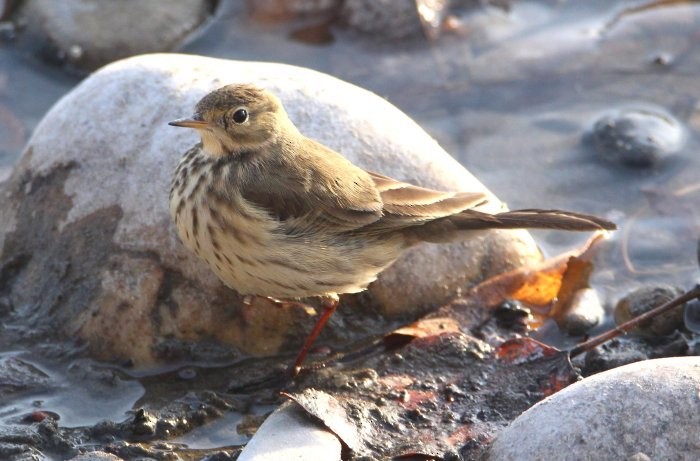 Pipit d'Amérique - ML502805231