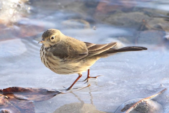 Pipit d'Amérique - ML502805241