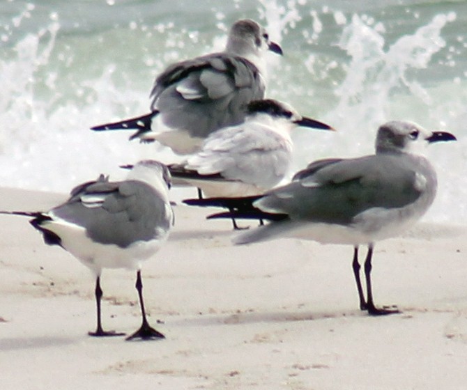 Sandwich Tern - ML502806591