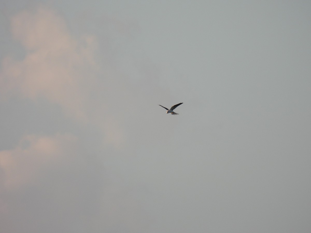 White-tailed Kite - ML502807501