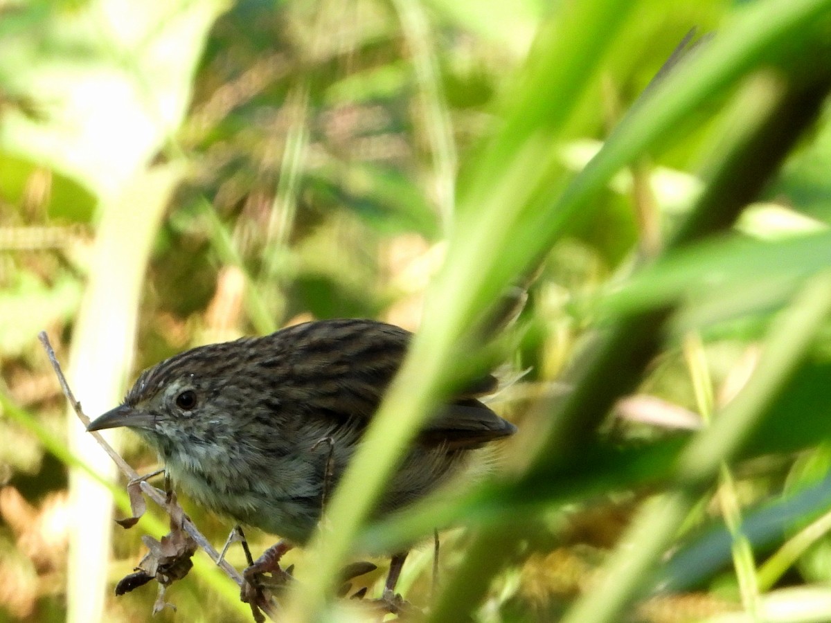 Himalayan Prinia - Chonseng Sangma