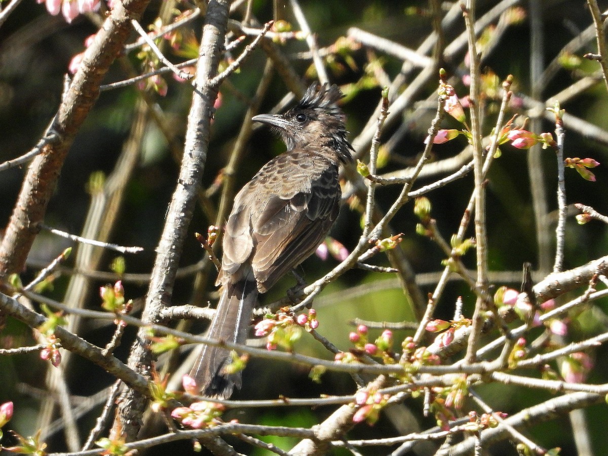 Red-vented Bulbul - ML502807961
