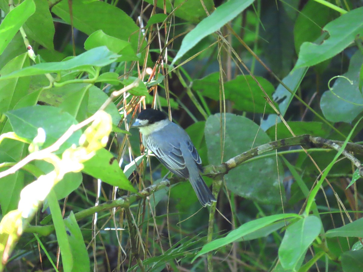 Cinereous Becard - Jerson Marin (@rojo_pajarero)