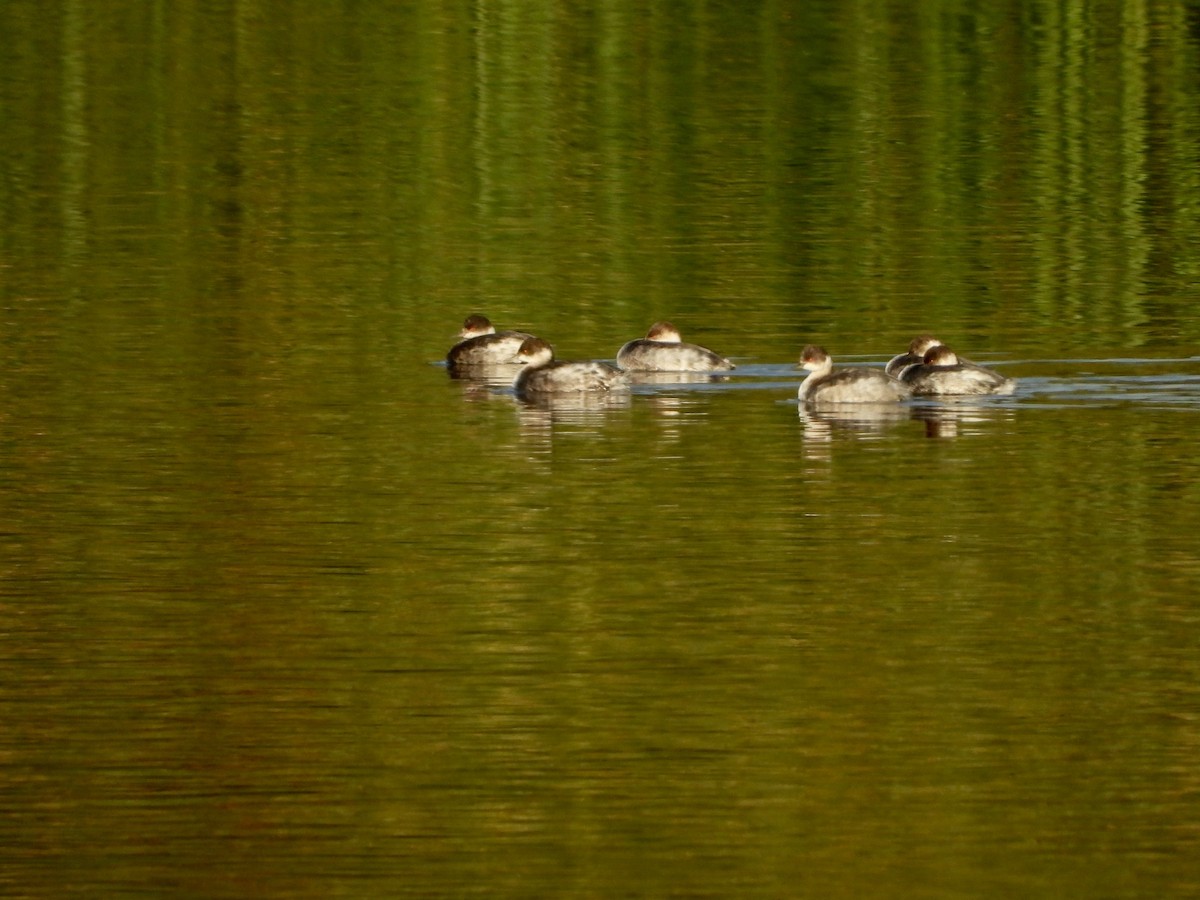 Eared Grebe - ML502810801