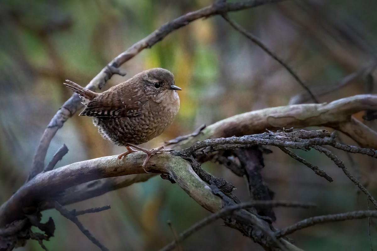 střízlík kanadský - ML502812681